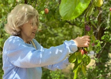A resident picking fruit from a tree in the Stanholm orchard