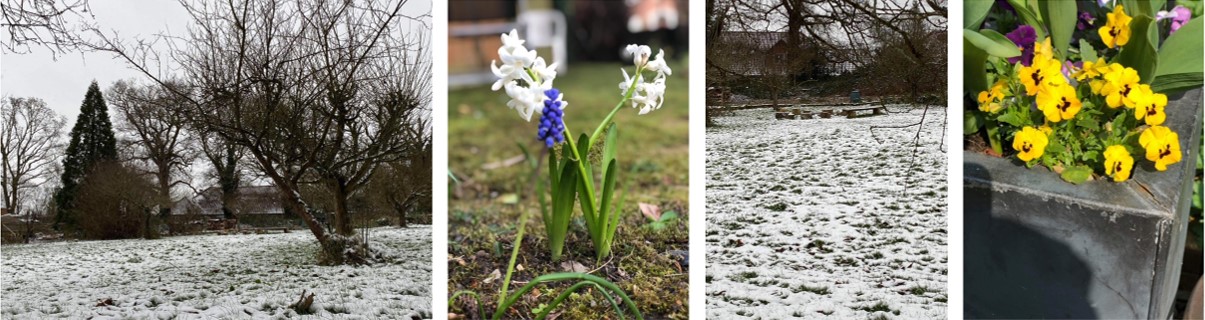 1. The Stanholm orchard covered in snow   2. Bulbs flowering in the garden   3. The garden seating area covered with snow    4. One of the many flowerpots around the Stanholm grounds 